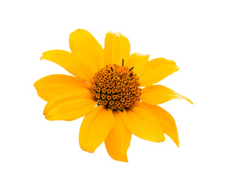 yellow flower isolated