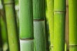 Bambus - bamboo 48