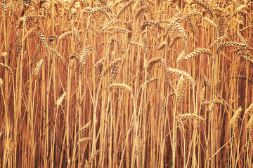 Wall Mural - Wheat