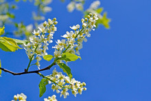 White Flowers Of Bird Cherry On Blue Sky Background