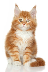 Canvas Print - Ginger Maine Coon kitten on whit