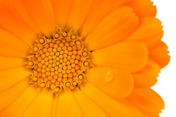 Wall Mural - Calendula (Pot Marigold) Flower Close-Up on White Background