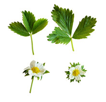 Strawberry Flowers And Leaves