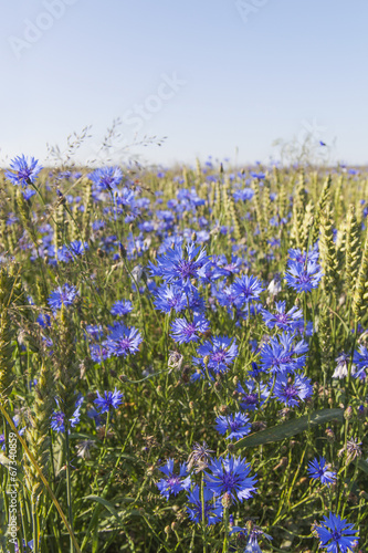 Plakat na papierze fotorealistycznym Chabry.