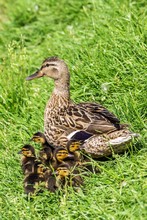 Mother Duck And Ducklings In The Grass
