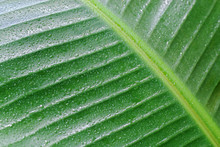 Banana Leaf With Water Drops