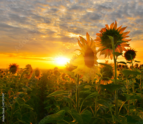 Nowoczesny obraz na płótnie Sunflowers