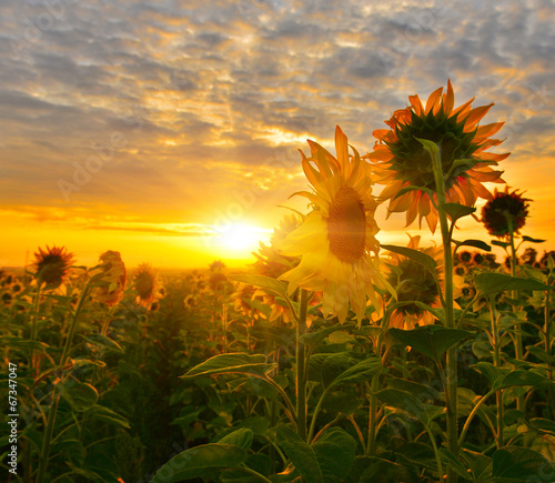 Fototapeta do kuchni Sunflowers