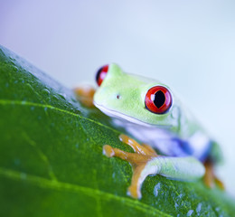 Frog on the leaf 