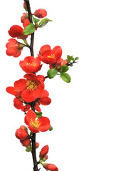 Wall Mural - Blossoming twig of Japanese quince