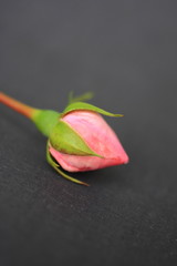 Wall Mural - Pretty rose bud on dark background