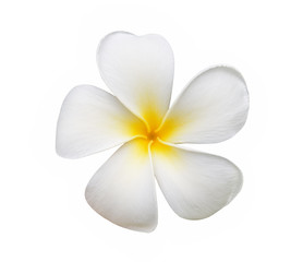 Frangipani flower isolated on white background