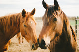 Fototapeta Konie - Two Chestnut Horses