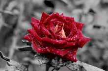 Red Rose On A Gray Background