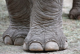 Fototapeta Sawanna - Closeup of elephant feet
