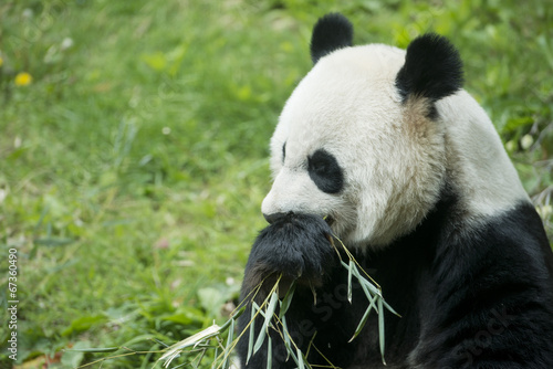 Obraz na płótnie canvas dwuczęściowy "dyptyk" Gigantyczna panda podczas jedzenia bambusa