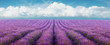 Lavender field on a background of clouds