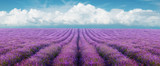 Fototapeta Na sufit - Lavender field on a background of clouds