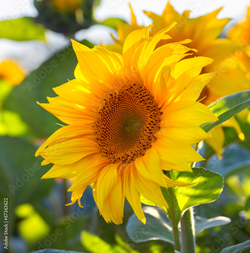 Naklejka na szybę sunflowers