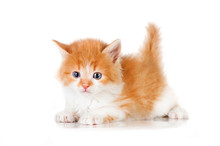Sweet Little Red Kitten With Blue Eyes