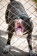 Aggressive Staffordshire Terrier Barking Behind The Fence