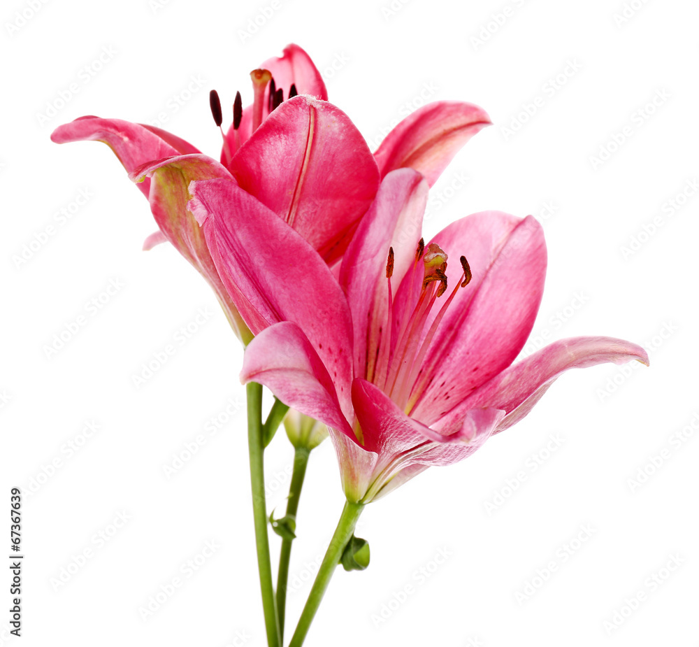 Beautiful pink lily flowers, isolated on white