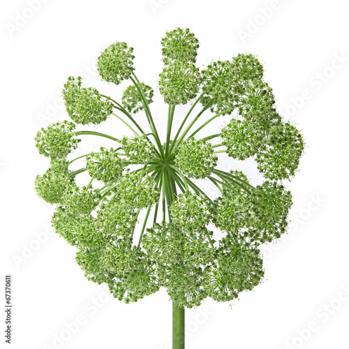 Photographie  fleur d'angélique