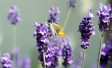 Fototapeta Lawenda - papillon: la sylvaine sur une fleur de lavande (France)