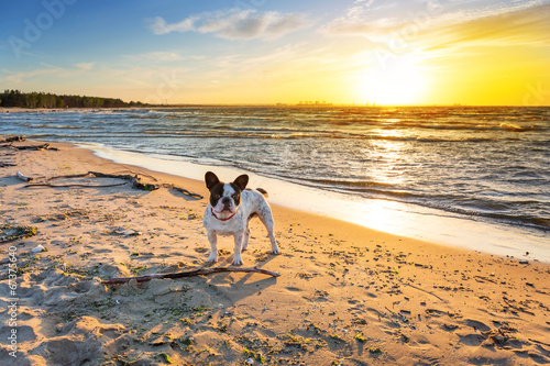 Obraz na płótnie canvas trzyczęściowy "tryptyk" Buldog francuski na plaży o zachodzie słońca