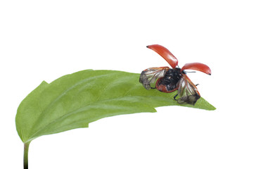 Wall Mural - Beetle on green leaf isolated on a white background.