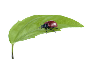 Wall Mural - Beetle on green leaf isolated on a white background.