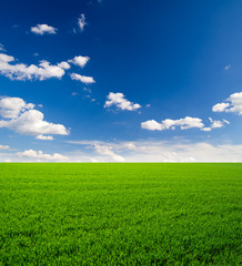  Green field and blue sky