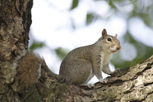 Portrait Of American Grey Squirrel