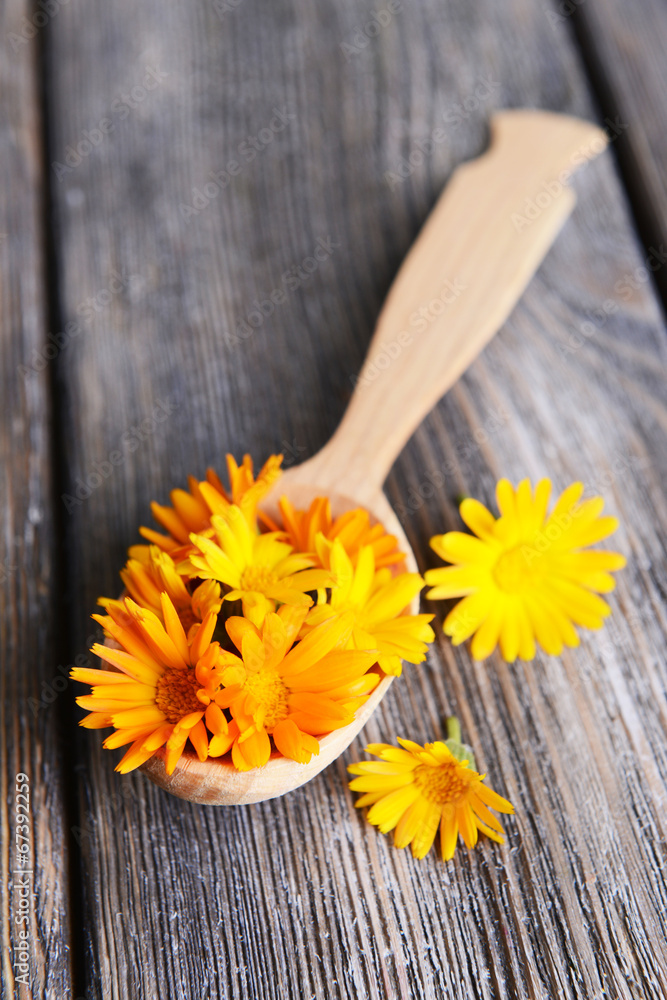 Calendula in wooden spoon on table close-up