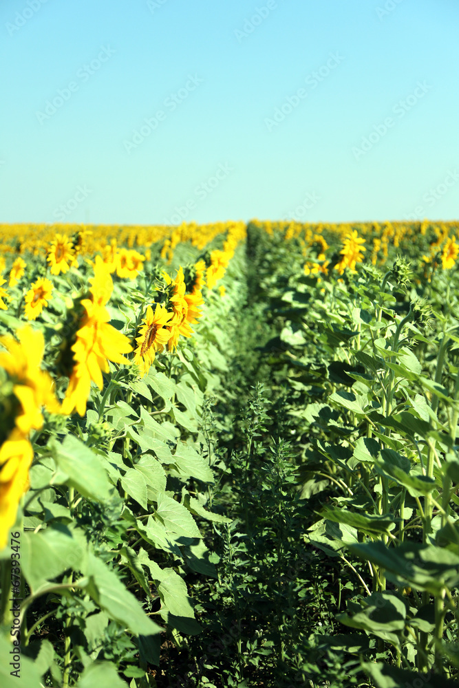 Field of sunflowers