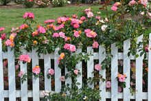 Pink Roses And White Picket Fence