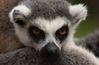 Beautiful lemur posing for the camera. Close-up of a lemur's gaze. The thoughtful and intense gaze of a wonderful lemur. A luxurious and cute little animal. Stock photo.