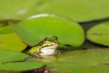 Green Frog In The Water Between Water Lily Leafs