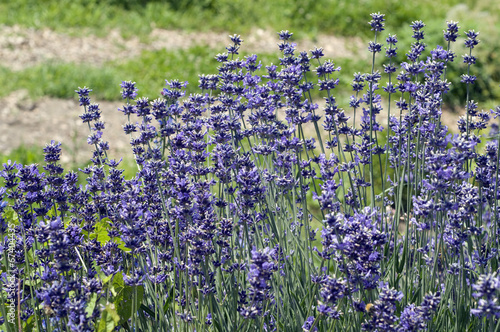 Fototapeta na wymiar Lavendel; Lavendula; angustifolia;