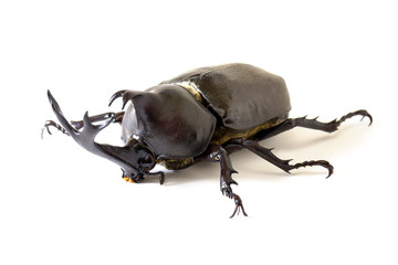 Japanese rhinoceros beetle