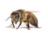abeille