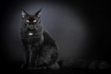 Fototapeta Koty - Black Maine Coon cat