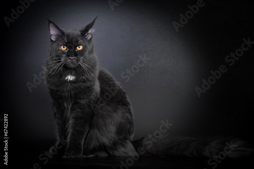 Board z aluminiowym obramowaniem Czarny maine coon cat