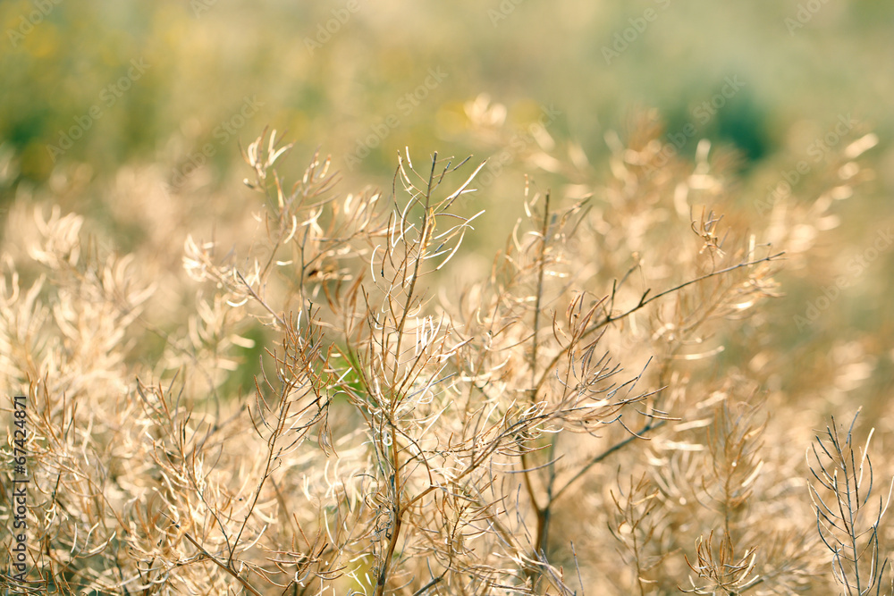Wild plant in field