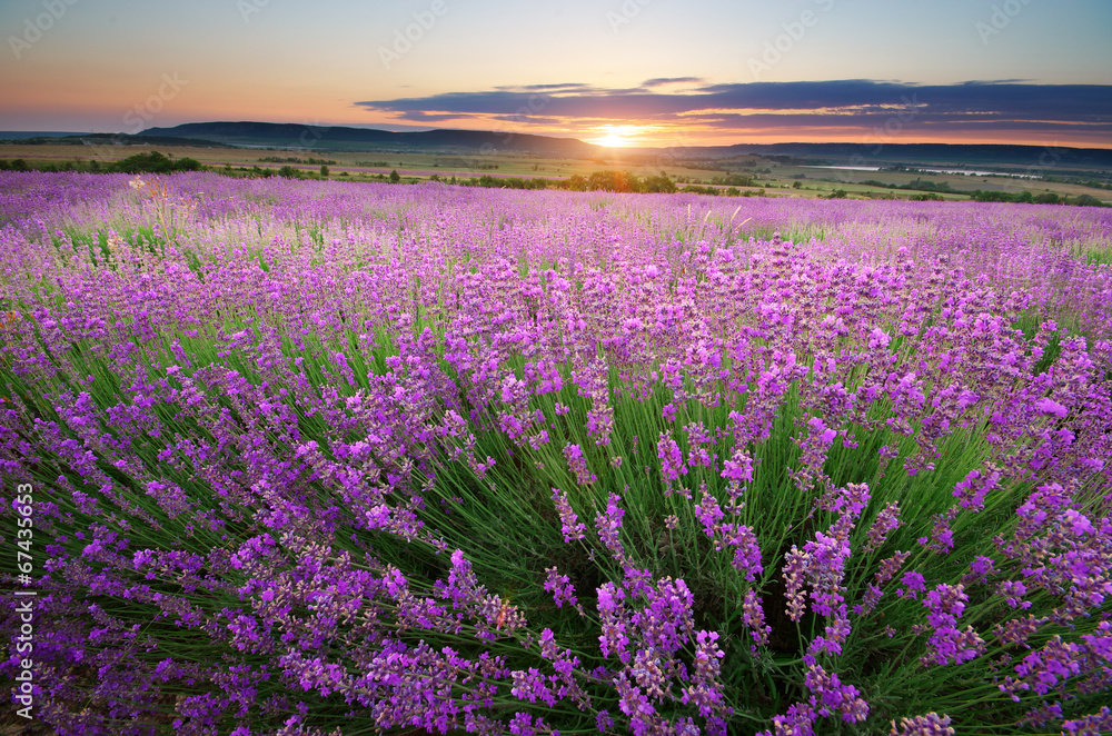 Meadow of lavender - obrazy, fototapety, plakaty 