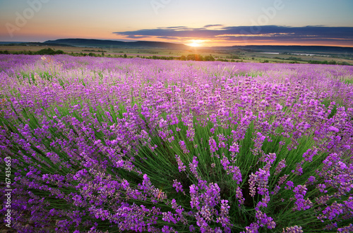 Nowoczesny obraz na płótnie Meadow of lavender