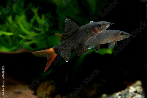 レッドテールブラックシャーク Stock Photos And Royalty Free Images Vectors And Illustrations Adobe Stock