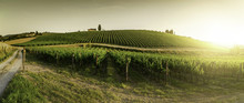 Vineyards In Tuscany