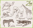 animals from the zoo