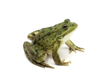Green Spotted Frog On White Background